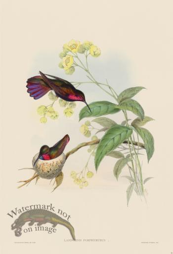 Gould Hummingbird 081